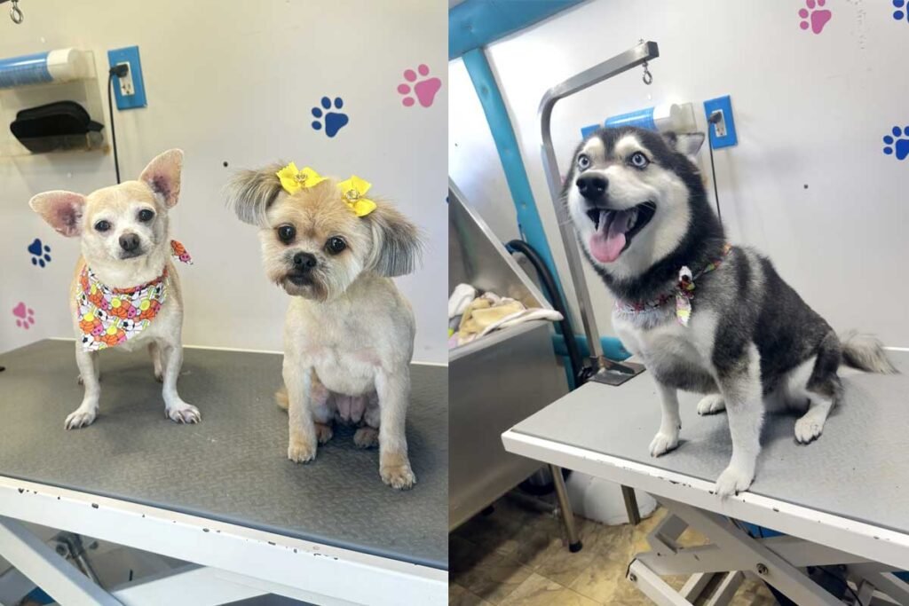 pet-grooming-in-orlando